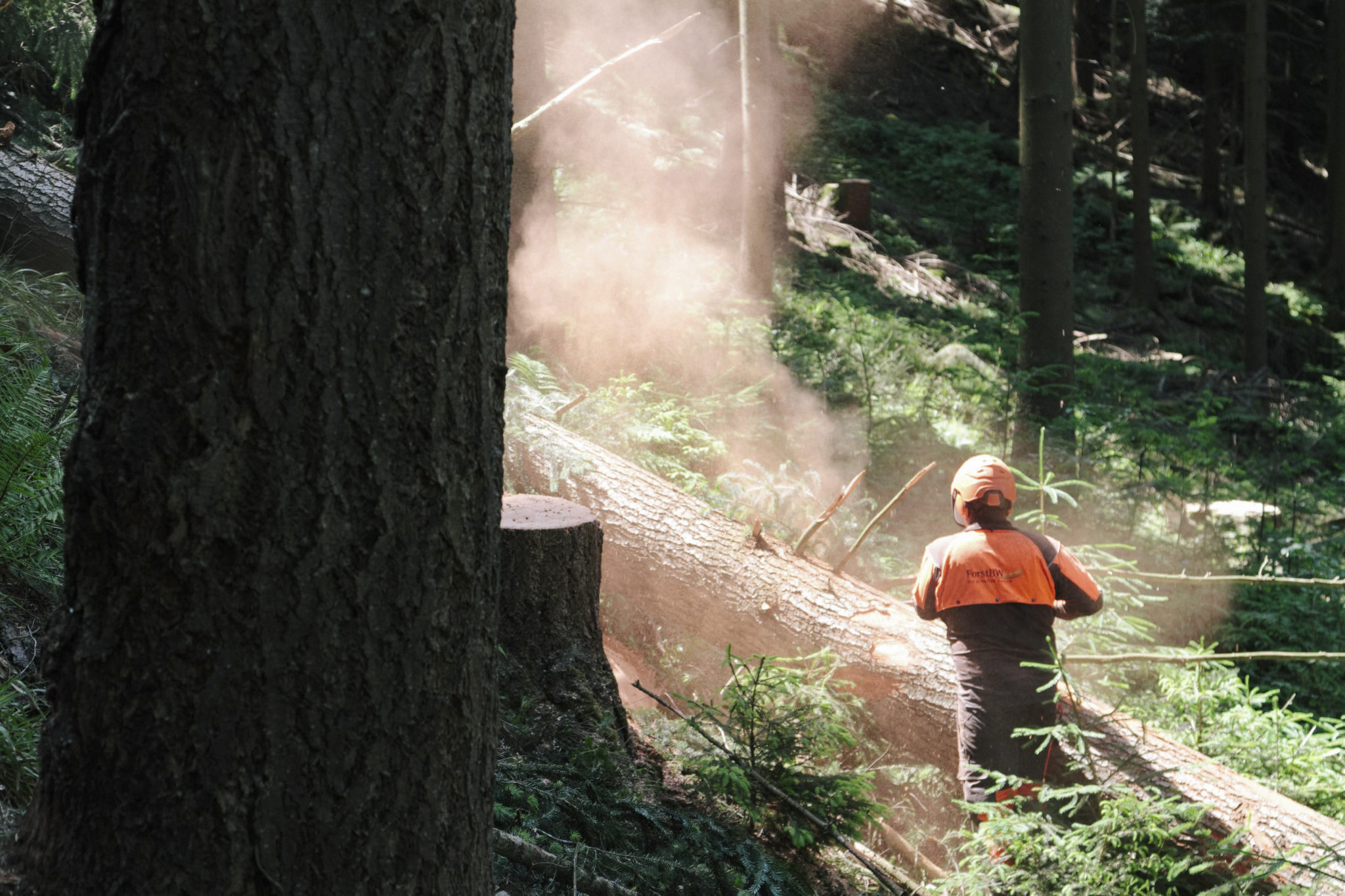 The Beauty of Wood: Why Architects Love Dinesen - Architizer Journal