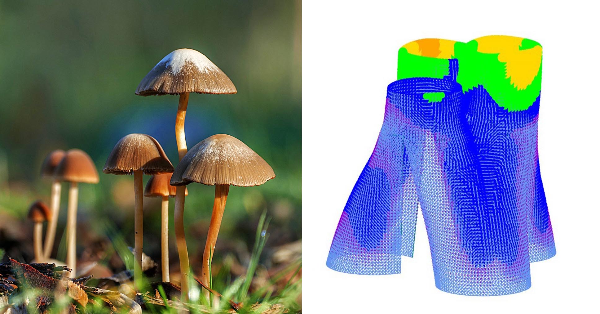 Can You Really Grow a City? The Truth About Mycelium Architizer Journal